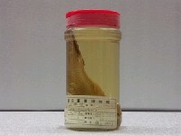 藏品(大鱗鮻)的圖片